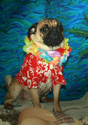 IslanderTropicalPug.jpg